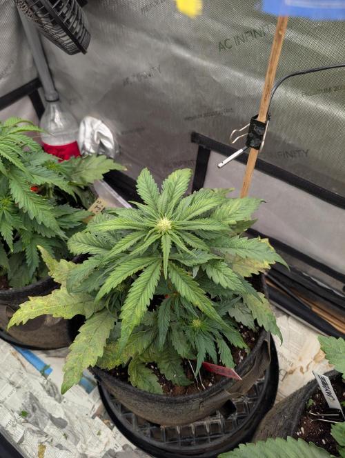 Burgundy_Strawberries🍓🇫🇷. Week 4 - ♥️