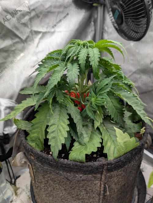 Burgundy_Strawberries🍓🇫🇷. Week 4 - 💛