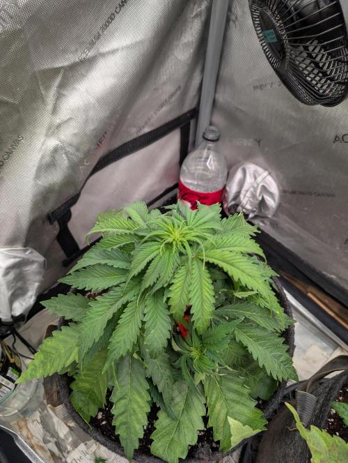 Burgundy_Strawberries🍓🇫🇷. Week 4 - 💛