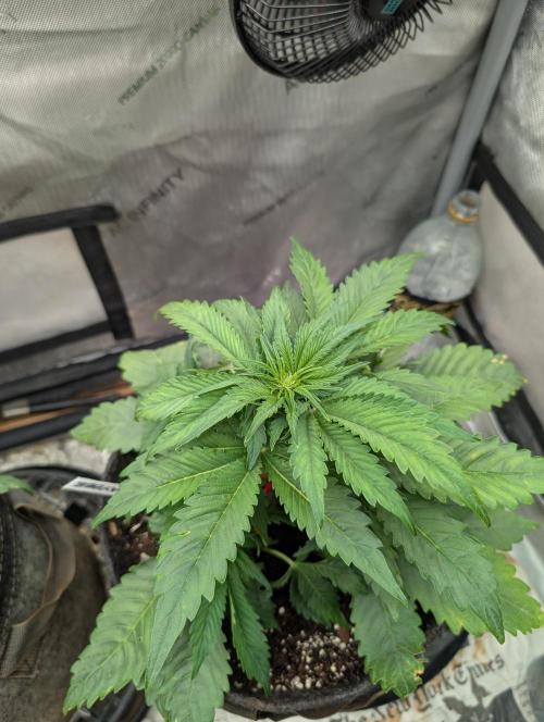 Burgundy_Strawberries🍓🇫🇷. Week 4 - 💚