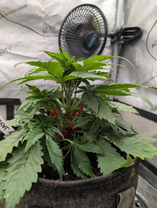 Burgundy_Strawberries🍓🇫🇷. Week 4 - 💚