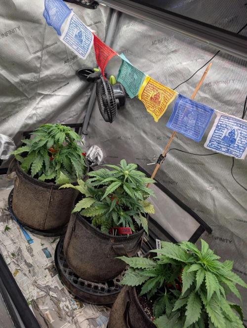 Burgundy_Strawberries🍓🇫🇷. Week 4 - ♥️💛💚