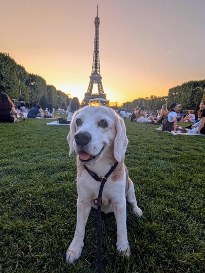 Beagles and Leaves. Week 25