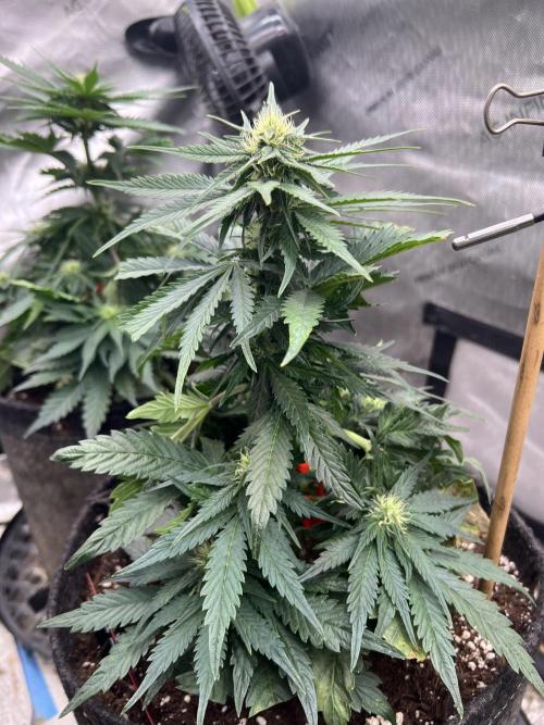 Burgundy_Strawberries🍓🇫🇷. Week 5 - ❤️