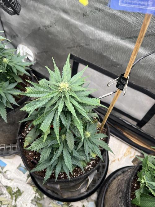 Burgundy_Strawberries🍓🇫🇷. Week 5 - ❤️