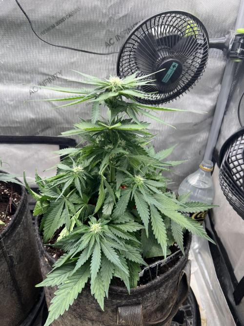 Burgundy_Strawberries🍓🇫🇷. Week 5 - 💛