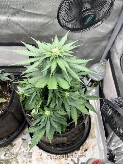 Burgundy_Strawberries🍓🇫🇷. Week 5 - 💛