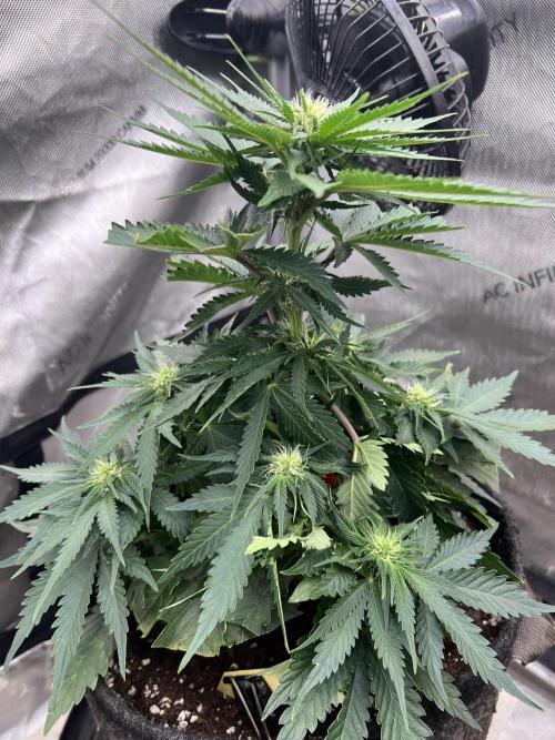 Burgundy_Strawberries🍓🇫🇷. Week 5 - 💚