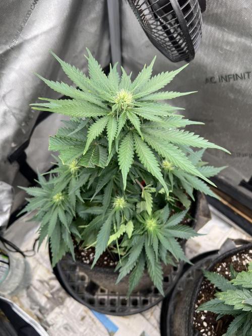 Burgundy_Strawberries🍓🇫🇷. Week 5 - 💚