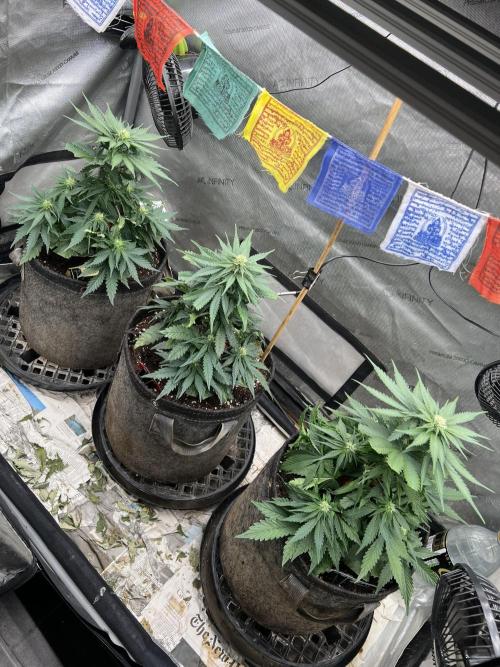 Burgundy_Strawberries🍓🇫🇷. Week 5 - ❤️💛💚