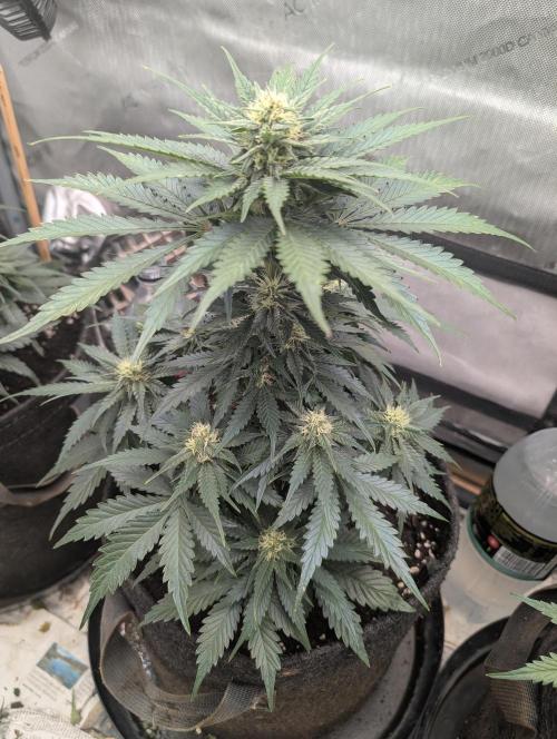 Burgundy_Strawberries🍓🇫🇷. Week 6 - 💛