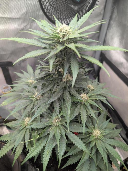Burgundy_Strawberries🍓🇫🇷. Week 6 - 💚