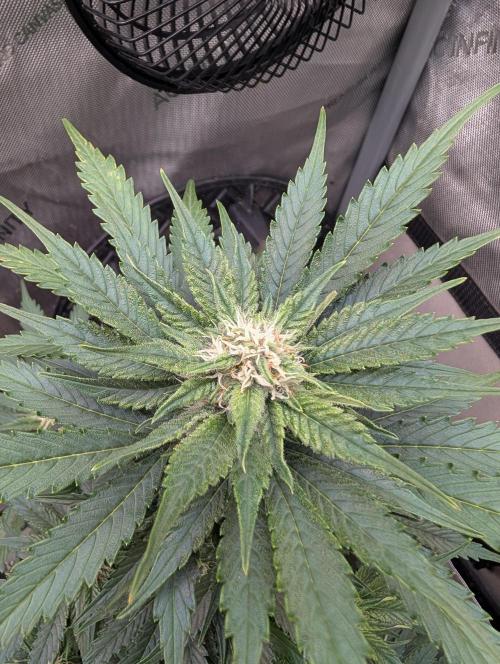 Burgundy_Strawberries🍓🇫🇷. Week 6 - 💚