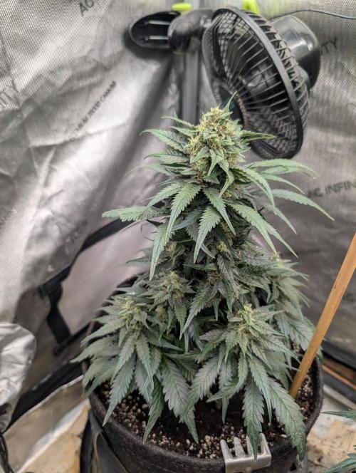 Burgundy_Strawberries🍓🇫🇷. Week 7