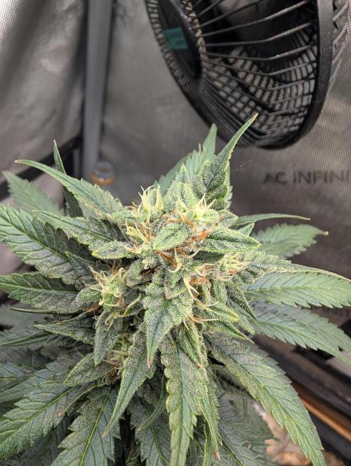 Burgundy_Strawberries🍓🇫🇷. Week 7 - ♥️