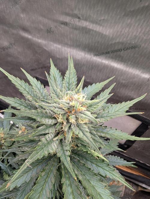 Burgundy_Strawberries🍓🇫🇷. Week 7 - 💛