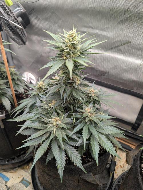 Burgundy_Strawberries🍓🇫🇷. Week 7 - 💛
