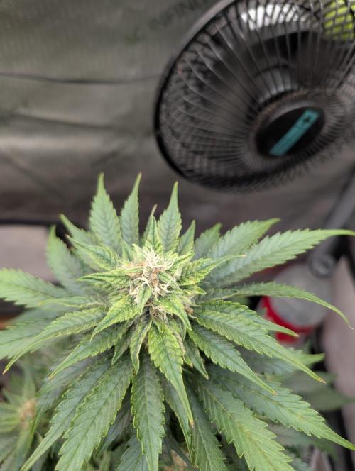 Burgundy_Strawberries🍓🇫🇷. Week 7 - 💚