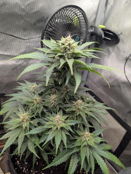 Burgundy_Strawberries🍓🇫🇷. Week 7 - 💚