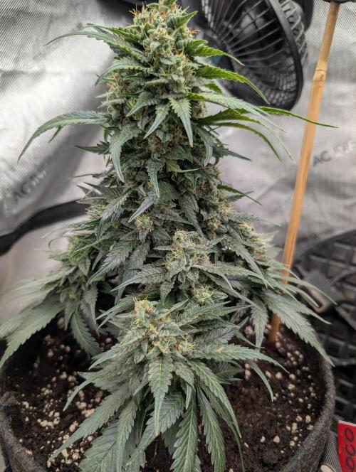 Burgundy_Strawberries🍓🇫🇷. Week 8 - ♥️