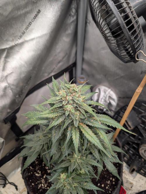 Burgundy_Strawberries🍓🇫🇷. Week 8 - ♥️