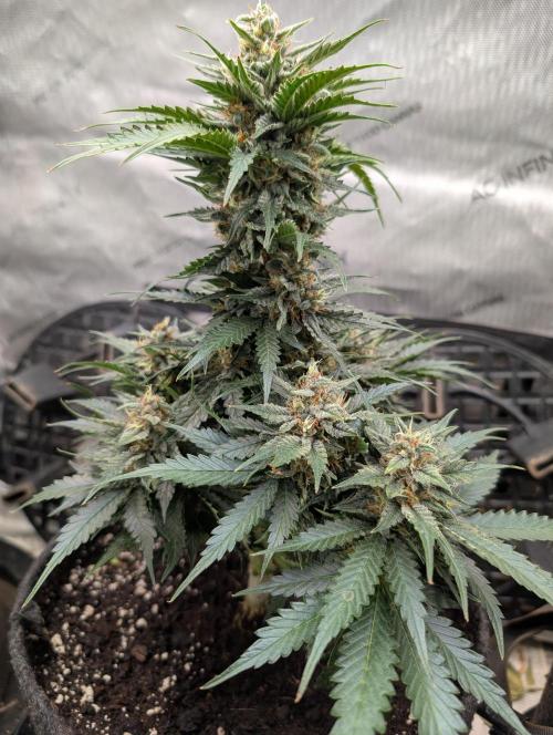 Burgundy_Strawberries🍓🇫🇷. Week 8 - 💛