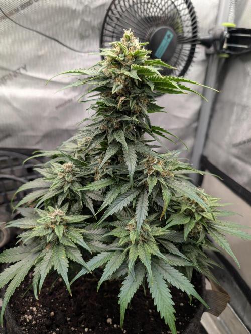 Burgundy_Strawberries🍓🇫🇷. Week 8 - 💚