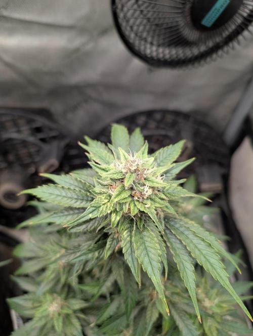 Burgundy_Strawberries🍓🇫🇷. Week 8 - 💚