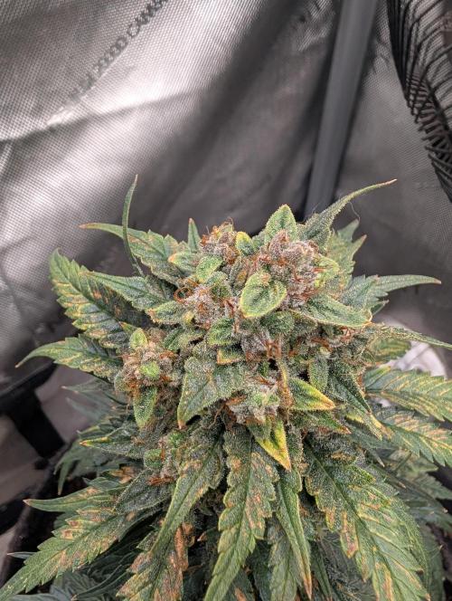 Burgundy_Strawberries🍓🇫🇷. Week 9 - ♥️