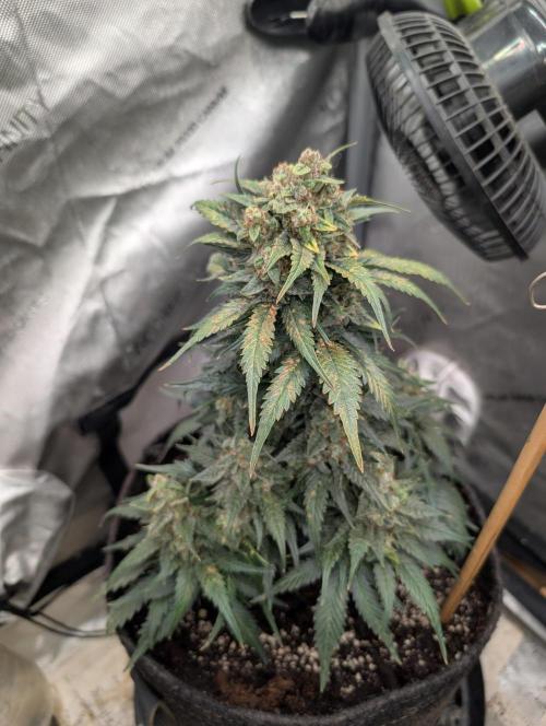 Burgundy_Strawberries🍓🇫🇷. Week 9 - ♥️