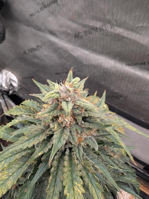Burgundy_Strawberries🍓🇫🇷. Week 9 - 💛