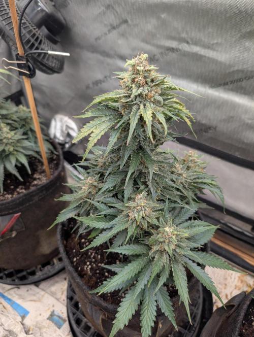 Burgundy_Strawberries🍓🇫🇷. Week 9 - 💛