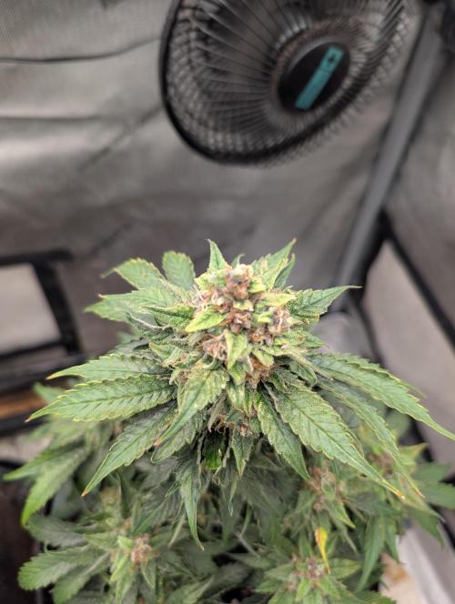 Burgundy_Strawberries🍓🇫🇷. Week 9 - 💚