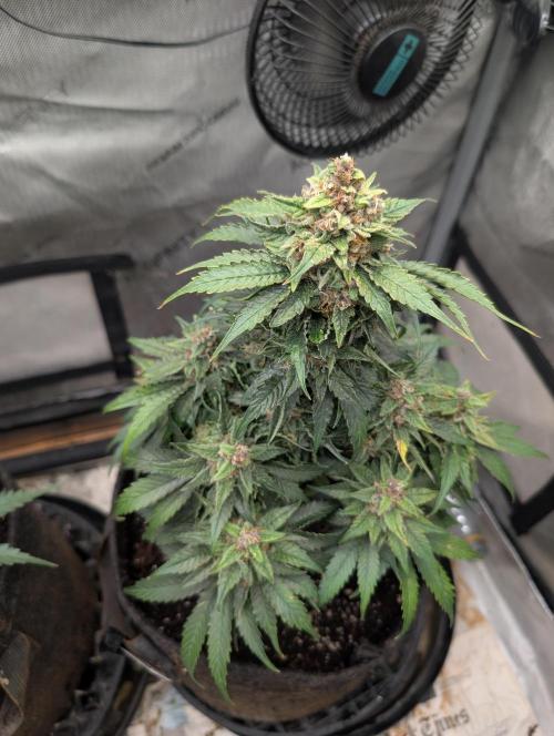 Burgundy_Strawberries🍓🇫🇷. Week 9 - 💚