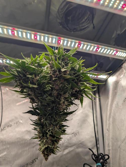 Burgundy_Strawberries🍓🇫🇷. Week 10