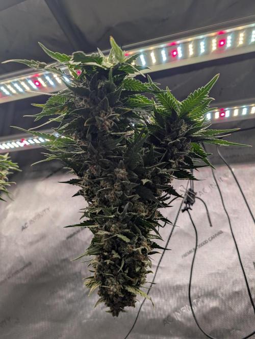 Burgundy_Strawberries🍓🇫🇷. Week 10