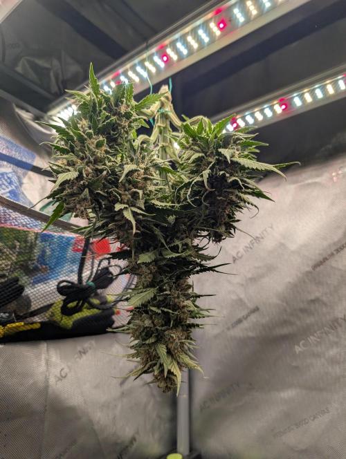 Burgundy_Strawberries🍓🇫🇷. Week 10