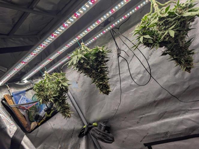 Burgundy_Strawberries🍓🇫🇷. Week 10