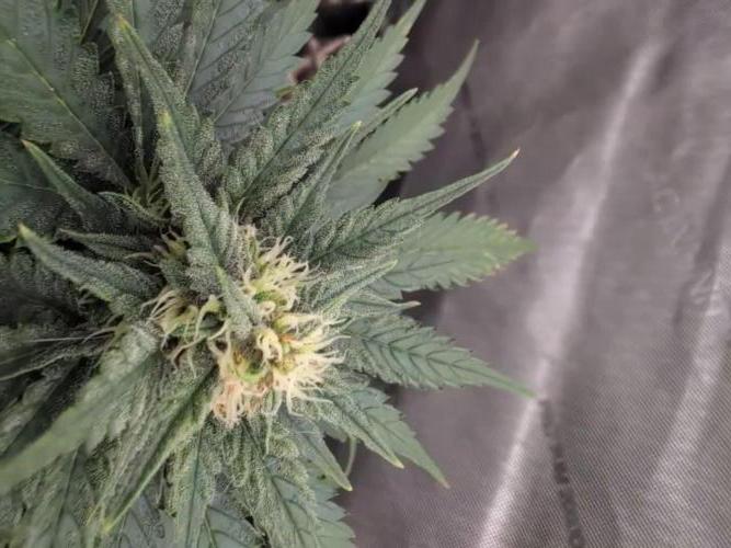 Burgundy_Strawberries🍓🇫🇷