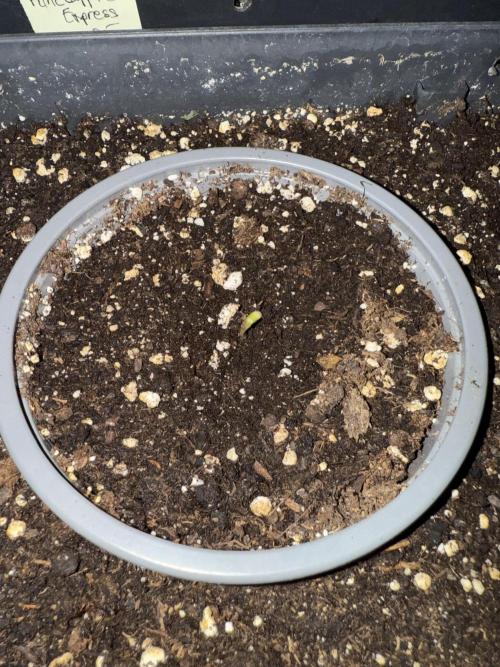 Blue Dream Auto. Week 0