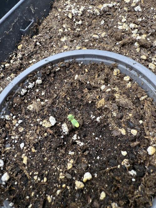 Blue Dream Auto. Week 0