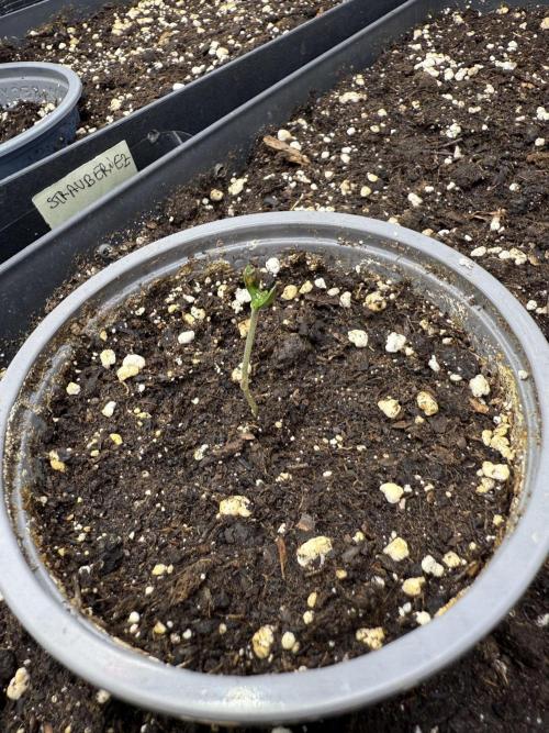 Pineapple Expresses Auto. Week 0