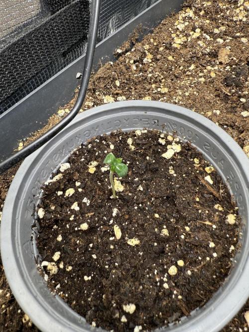 Ztrawberriez Auto. Week 0