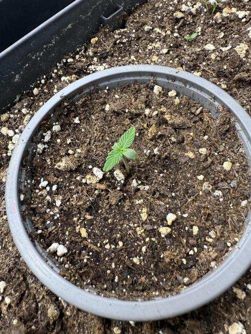 Blue Dream Auto. Week 1