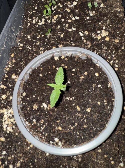 Blue Dream Auto. Week 1