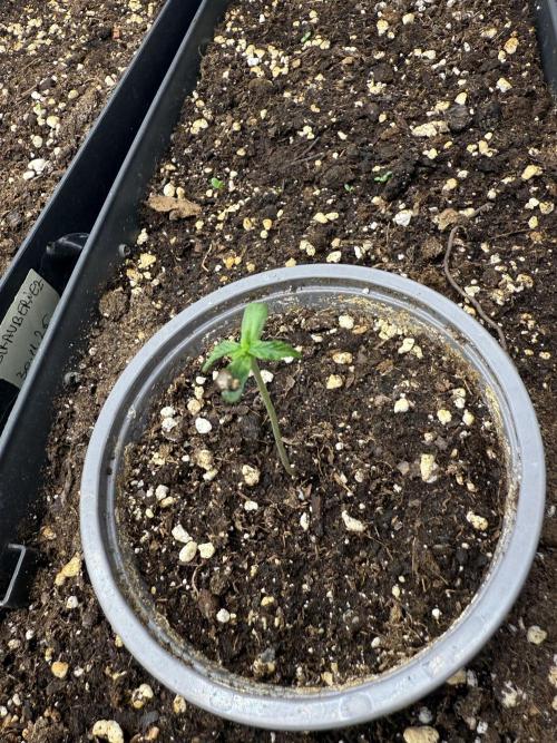 Pineapple Expresses Auto. Week 1