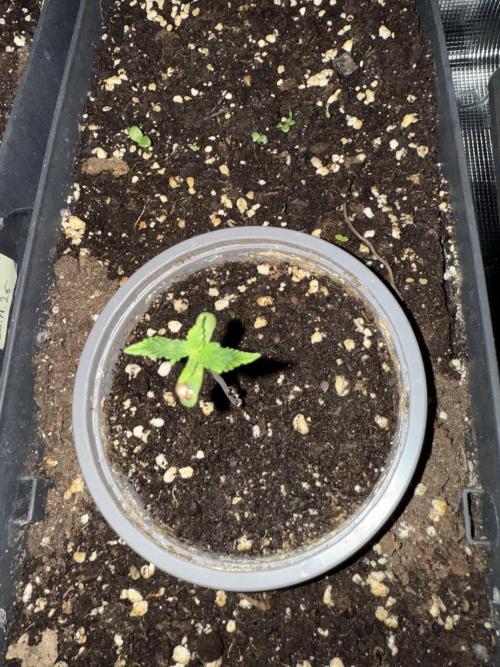 Pineapple Expresses Auto. Week 1