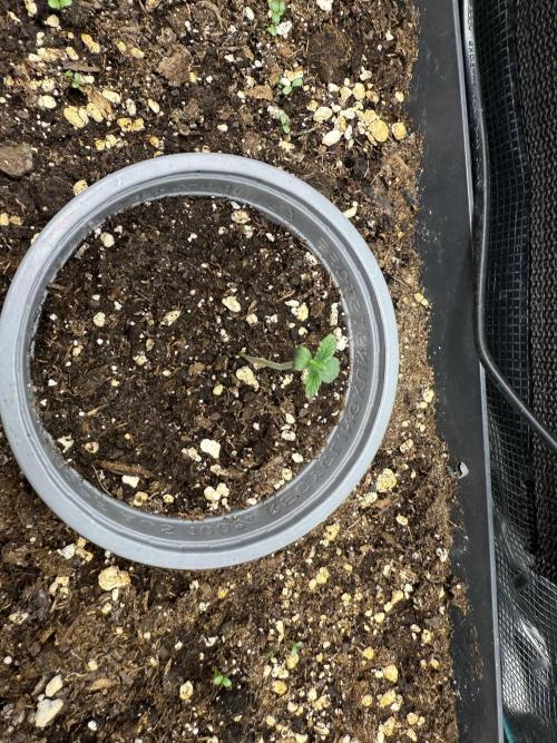 Ztrawberriez Auto. Week 1