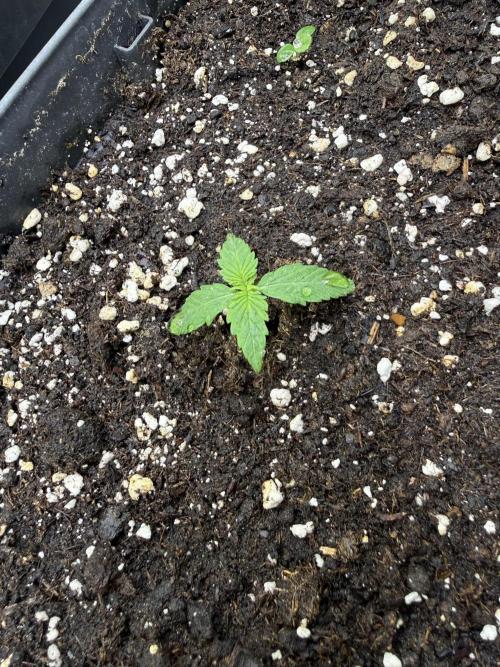 Blue Dream Auto. Week 1