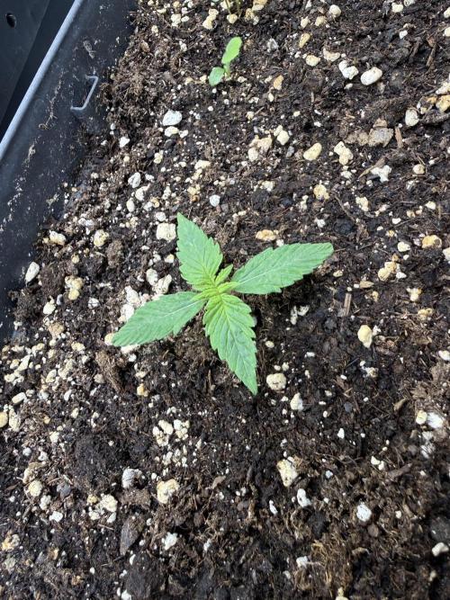 Blue Dream Auto. Week 1